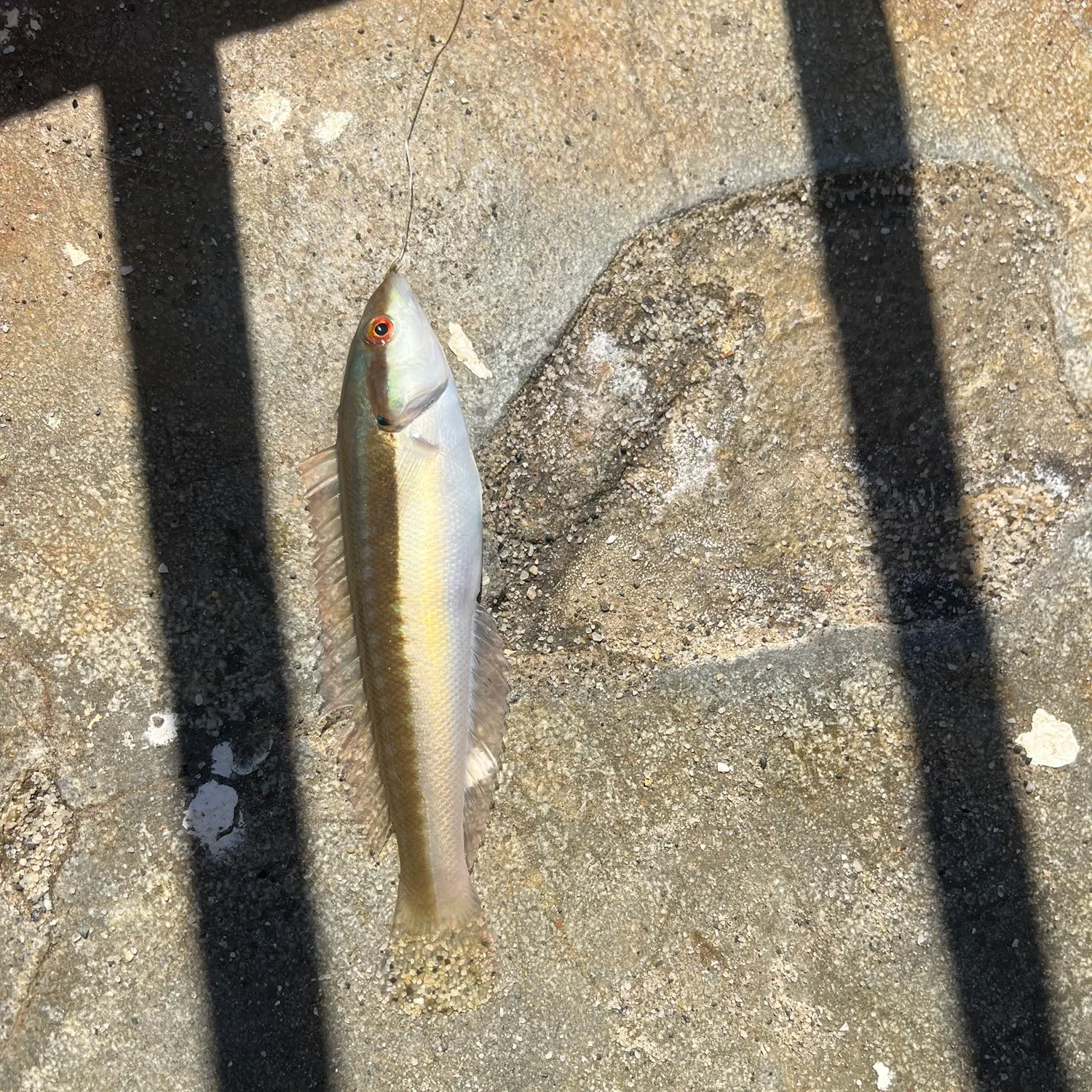 The most recent Mediterranean rainbow wrasse catches on Fishbrain