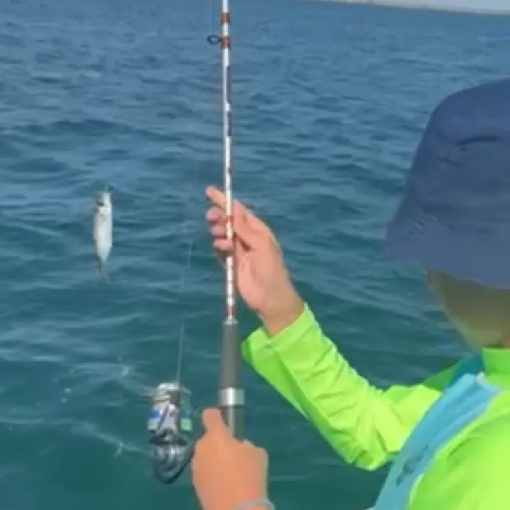 Atlantic horse mackerel caught on Fishbrain