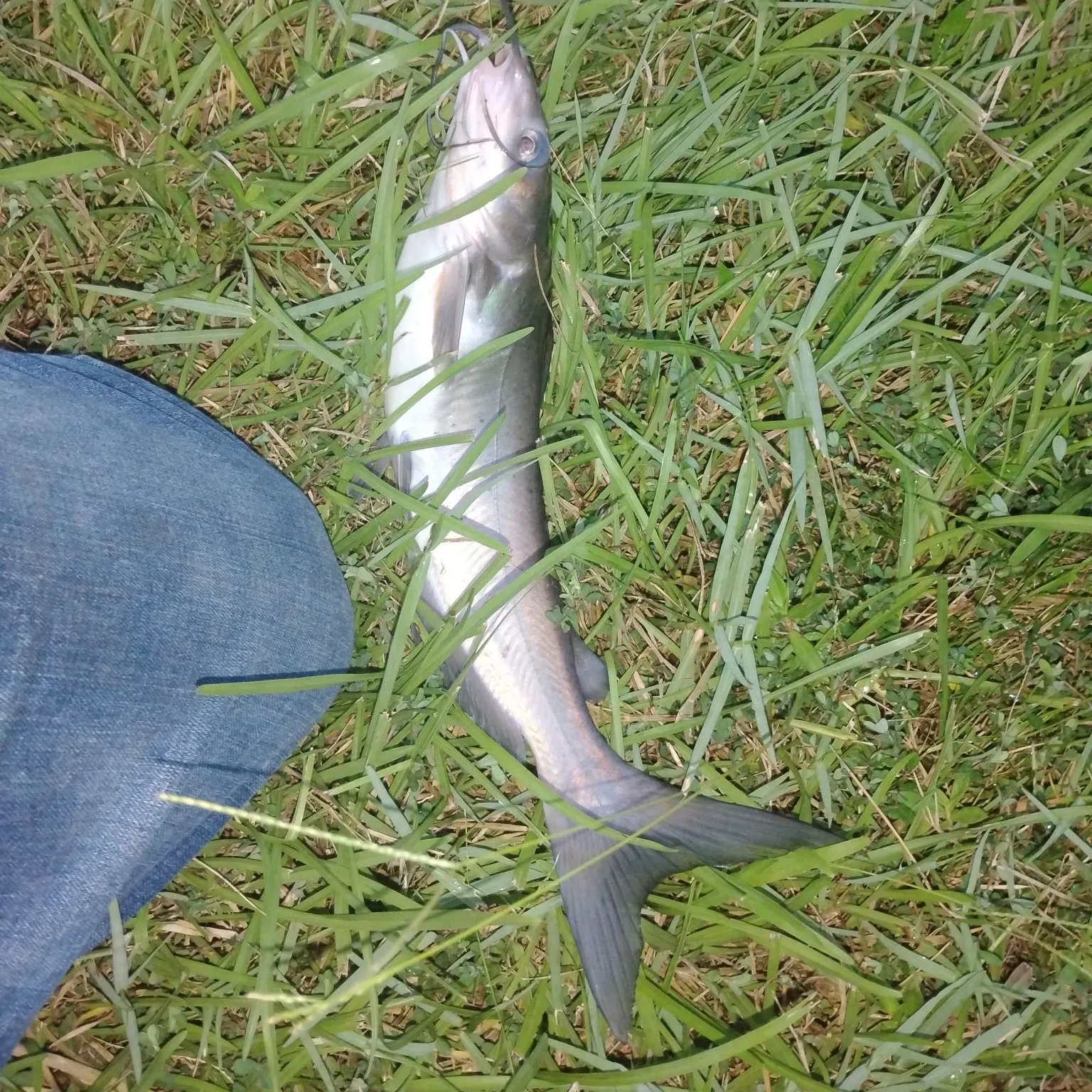 The most recent Channel catfish catches on Fishbrain