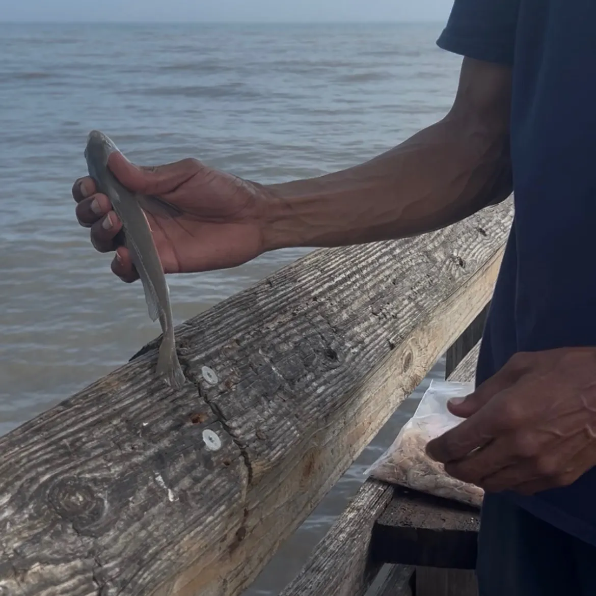 The most recent Silver croaker catches on Fishbrain