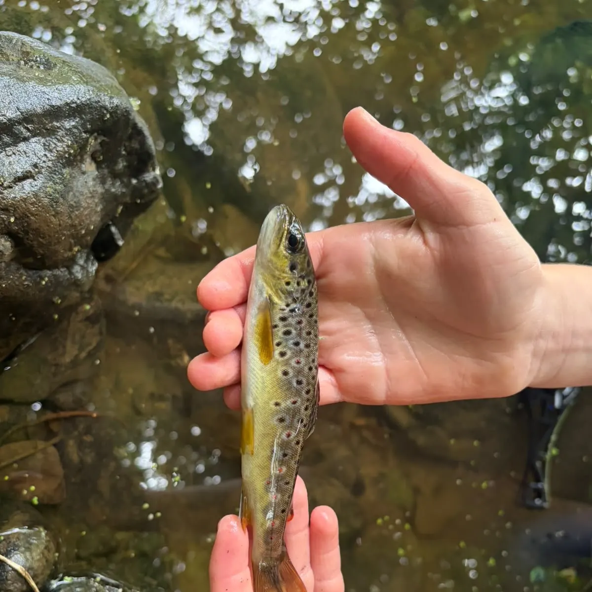 Brown trout caught on Fishbrain