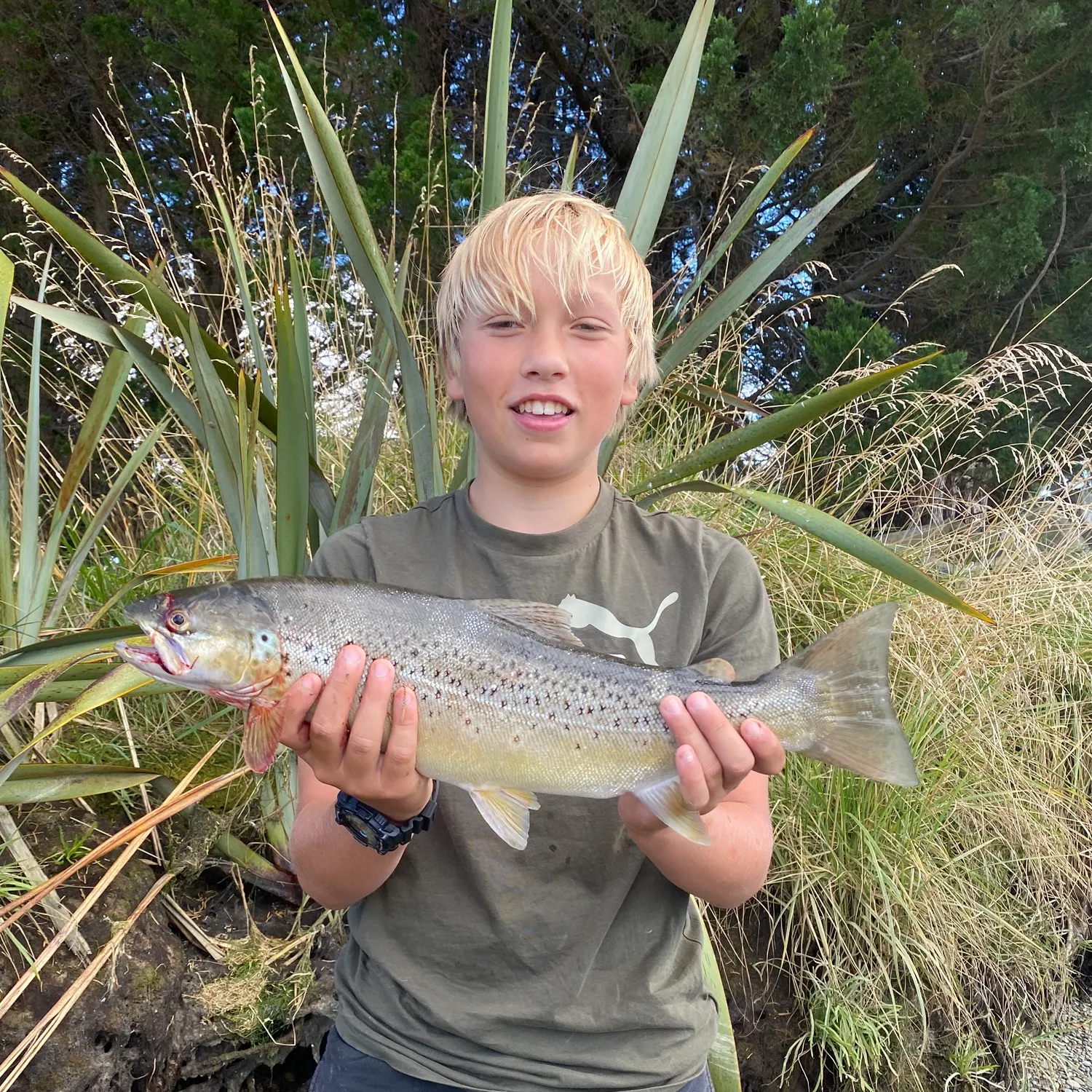Brown trout caught on Fishbrain