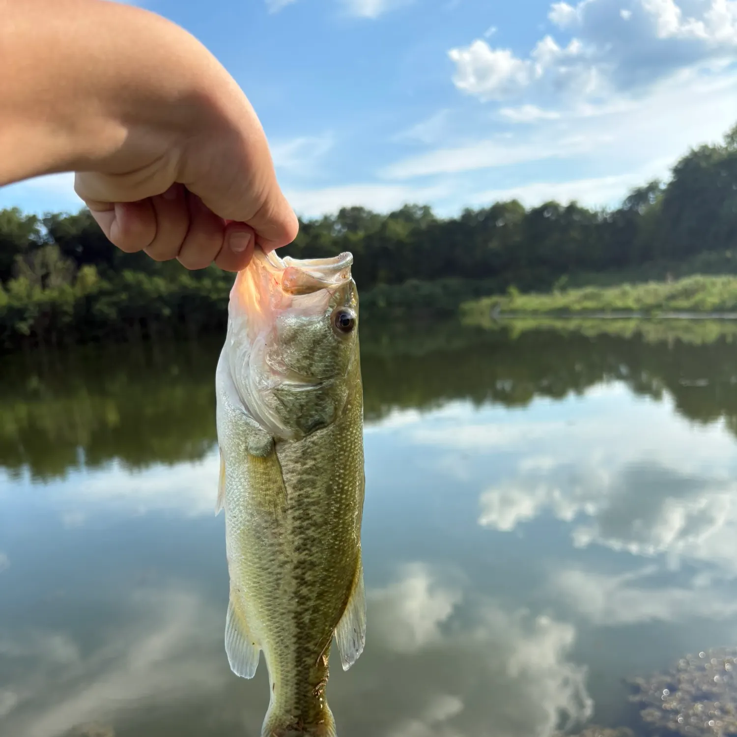 Largemouth bass caught on Fishbrain