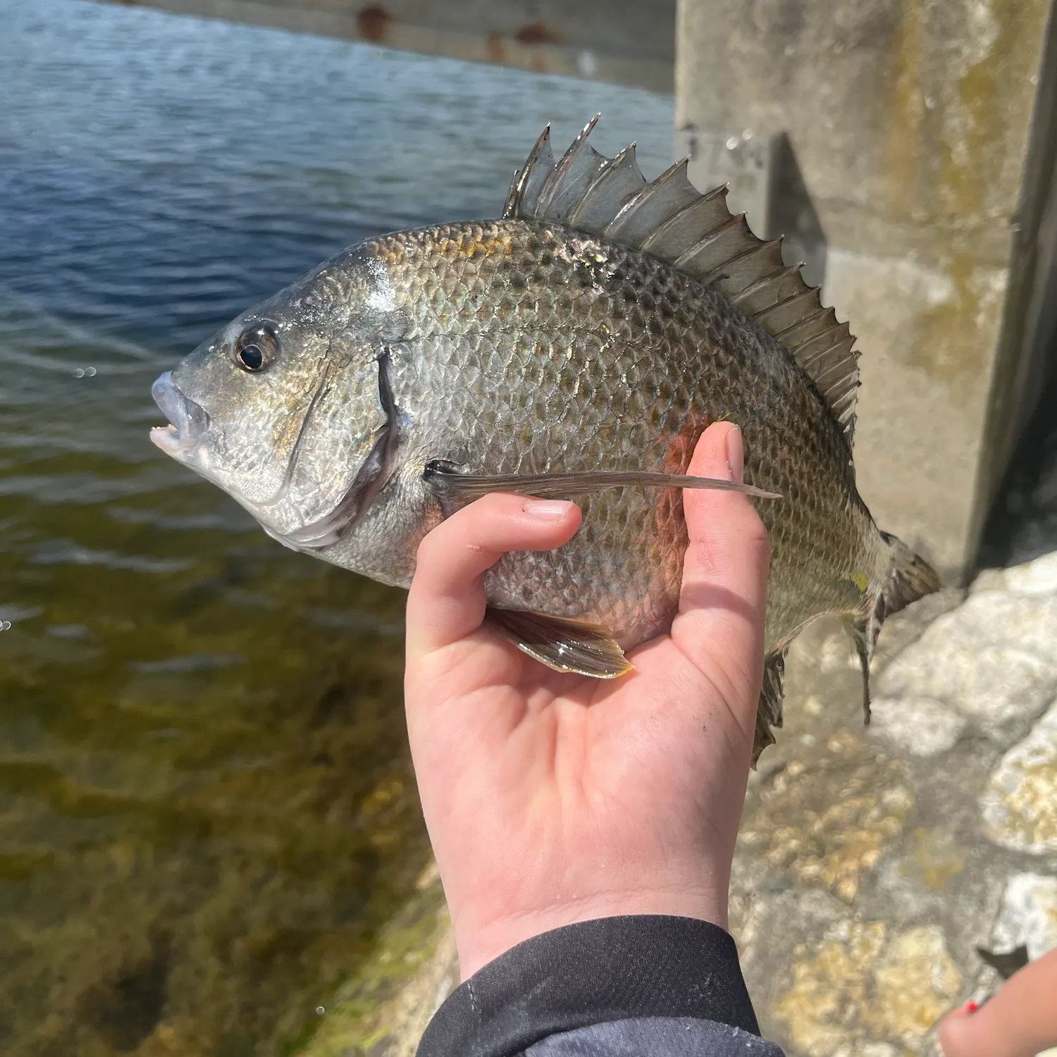 Southern black bream caught on Fishbrain