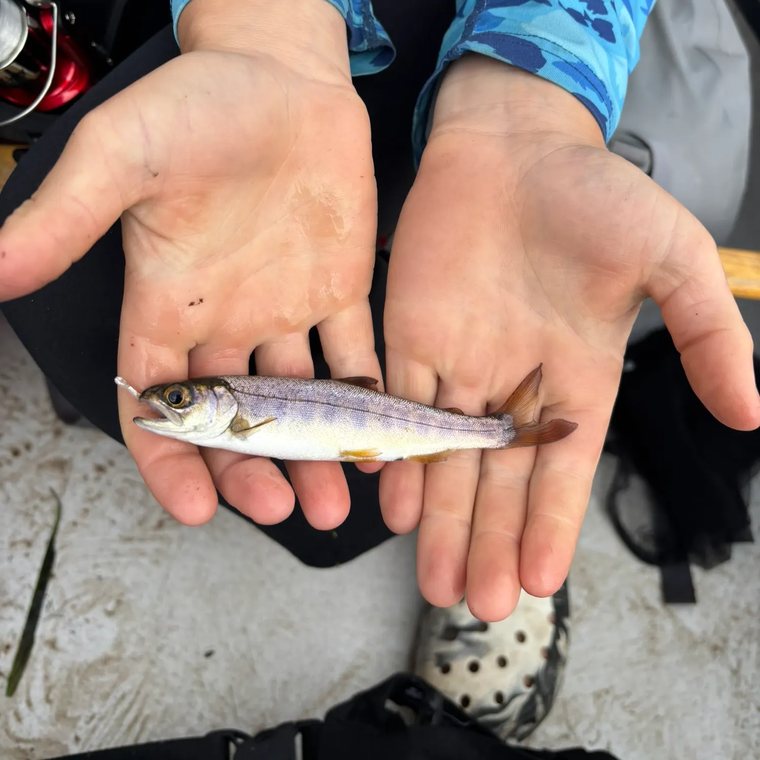 Dolly varden caught on Fishbrain