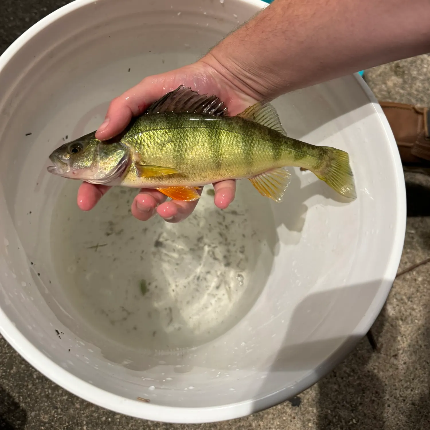 The most recent Yellow perch catches on Fishbrain