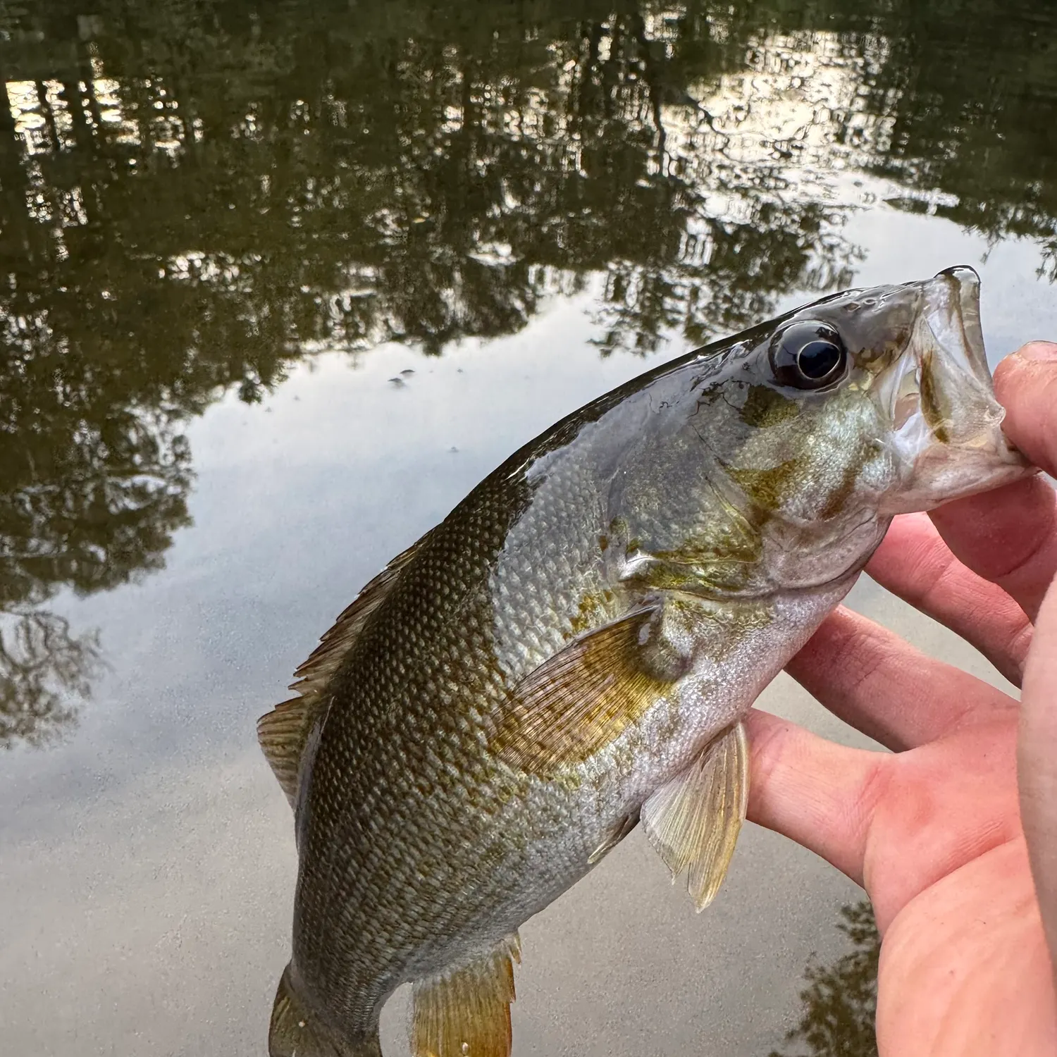 Smallmouth bass caught on Fishbrain