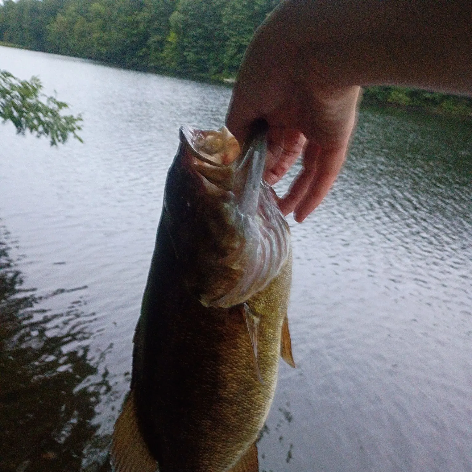 Smallmouth bass caught on Fishbrain