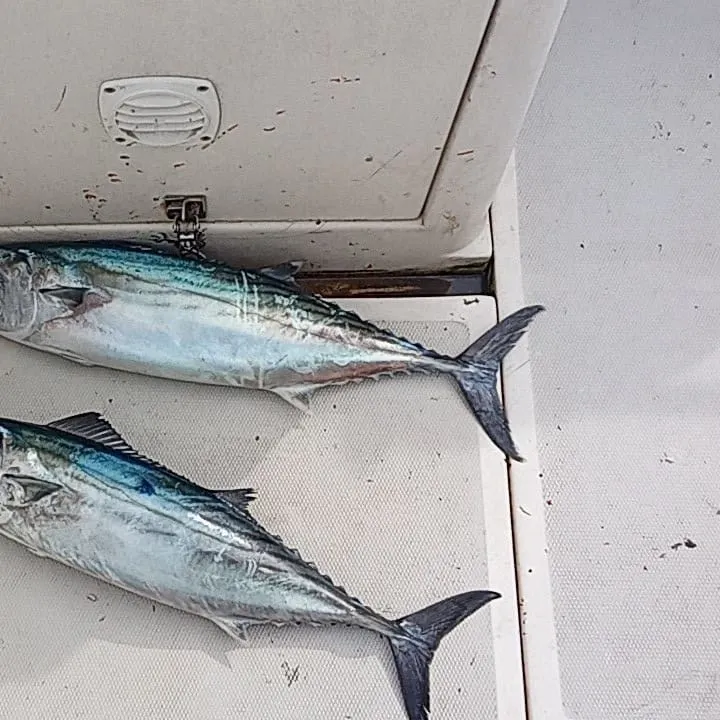 King mackerel caught on Fishbrain