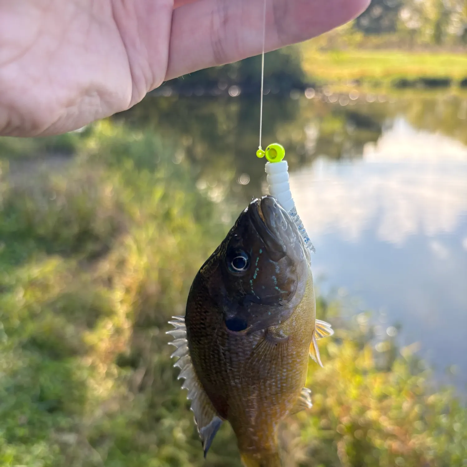 Green sunfish caught on Fishbrain