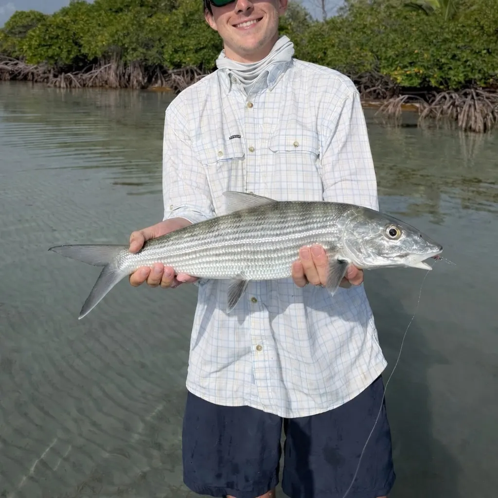 The most recent West Atlantic bonefish catches on Fishbrain
