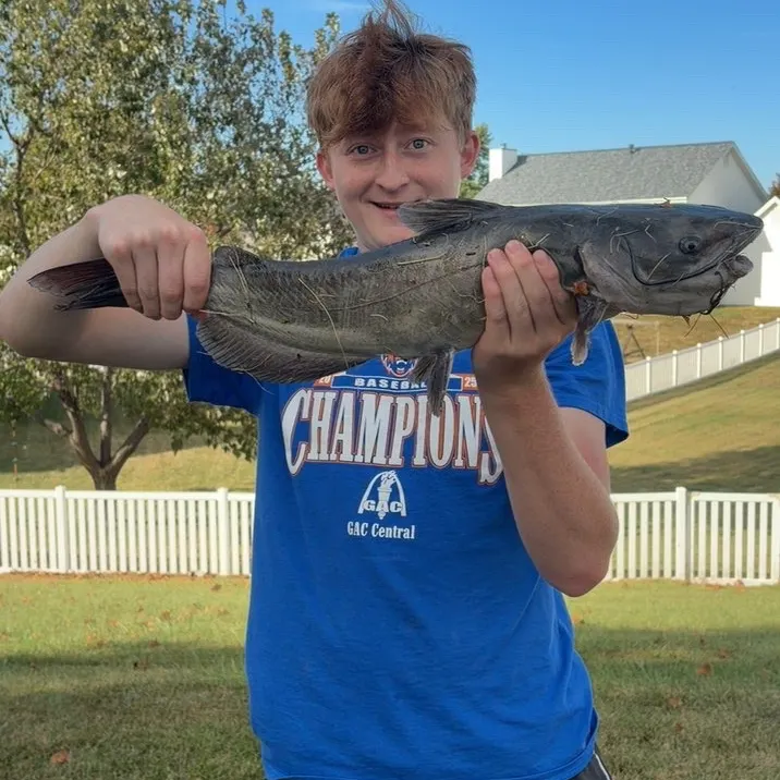 Channel catfish caught on Fishbrain
