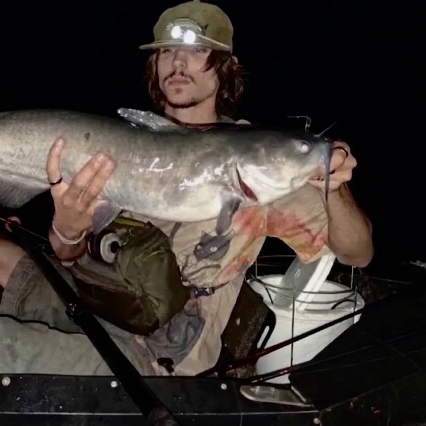 Channel catfish caught on Fishbrain