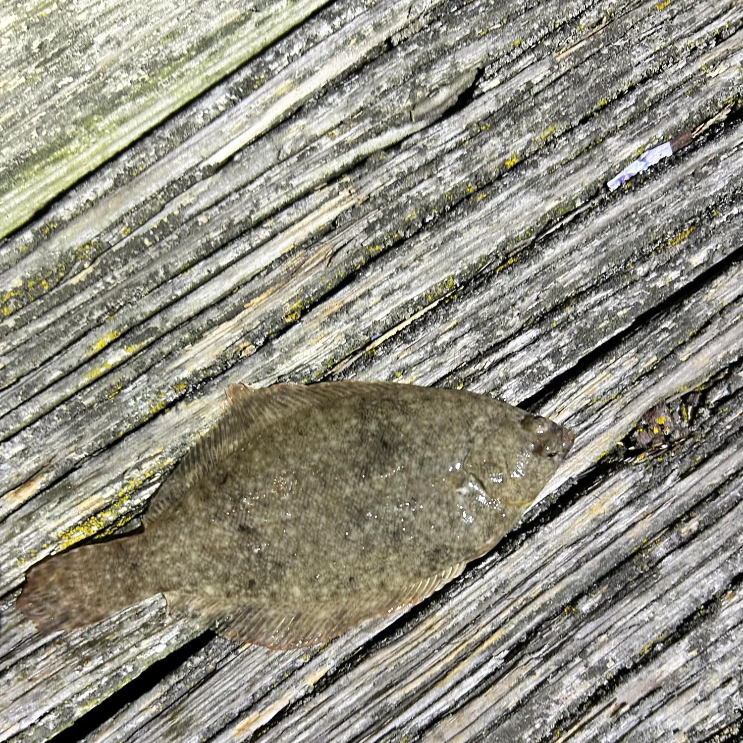 The most recent Winter flounder catches on Fishbrain