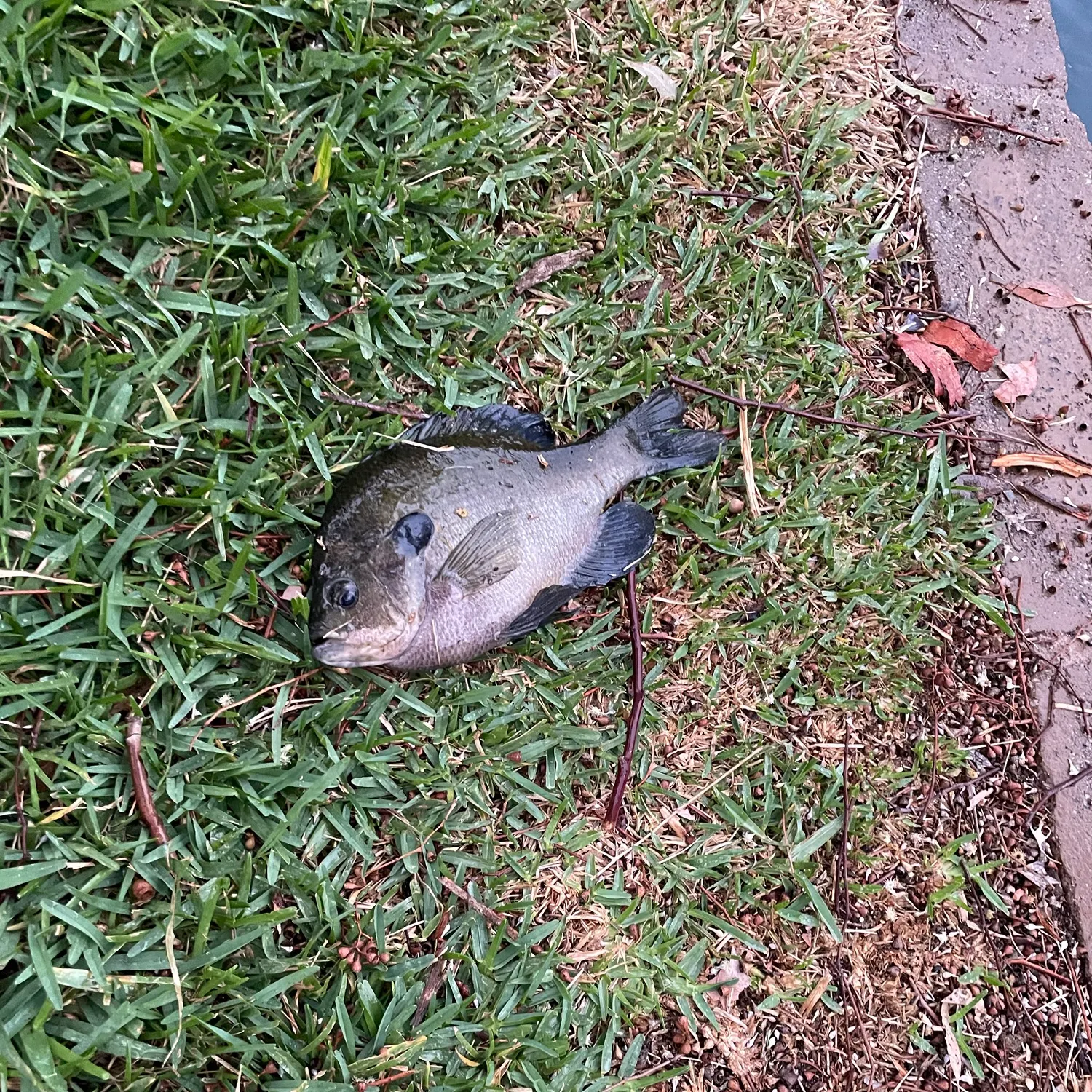 Bluegill caught on Fishbrain