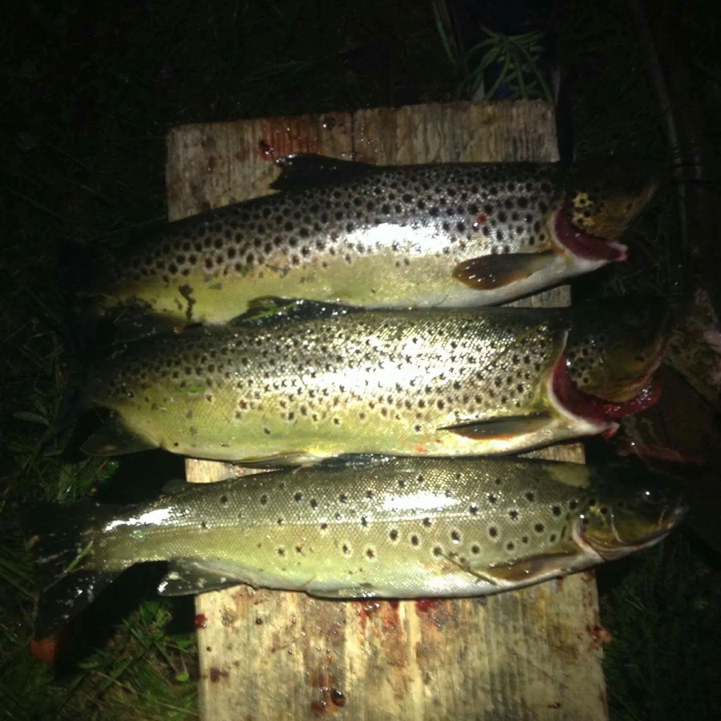 recently logged catches