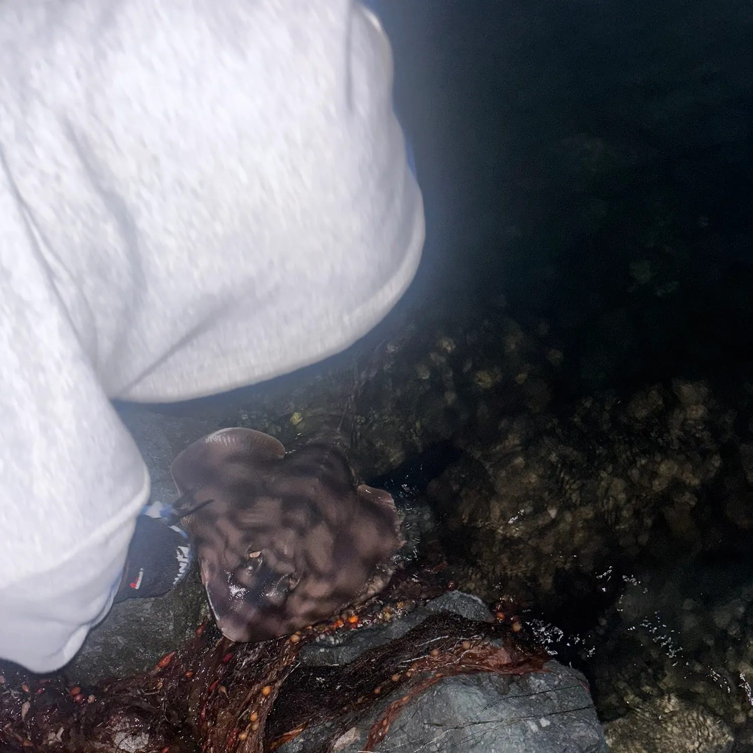 The most recent Banded guitarfish catches on Fishbrain