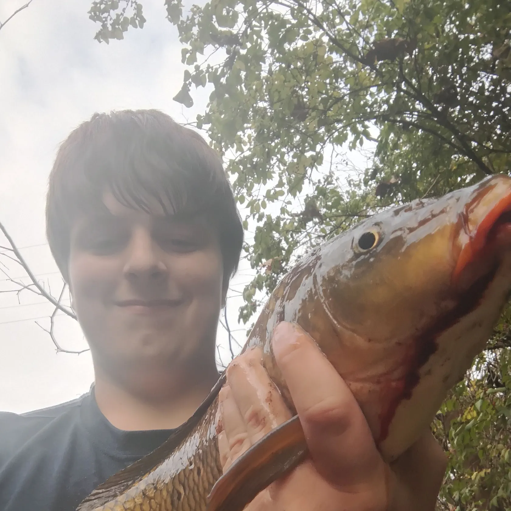 Common carp caught on Fishbrain