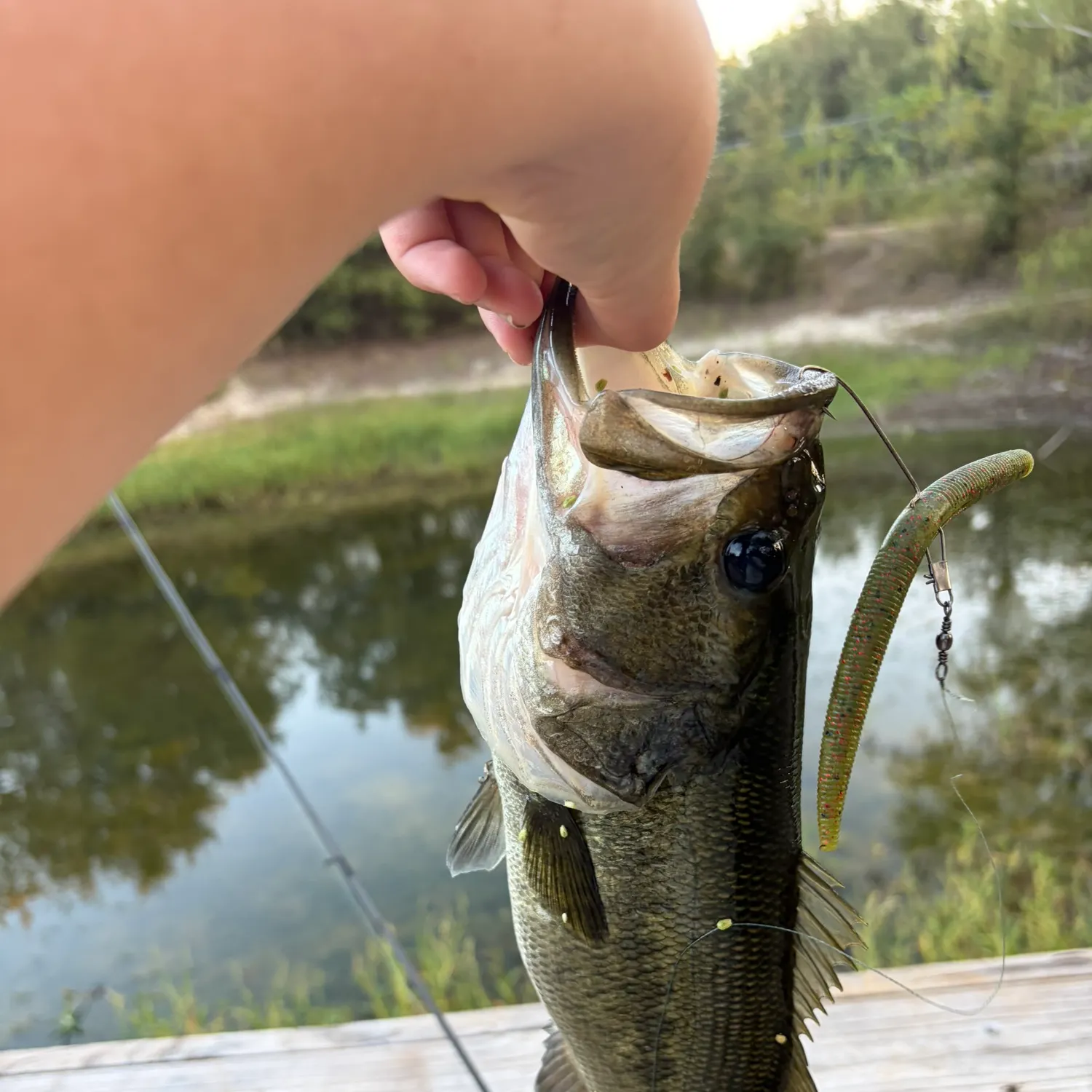 Largemouth bass caught on Fishbrain