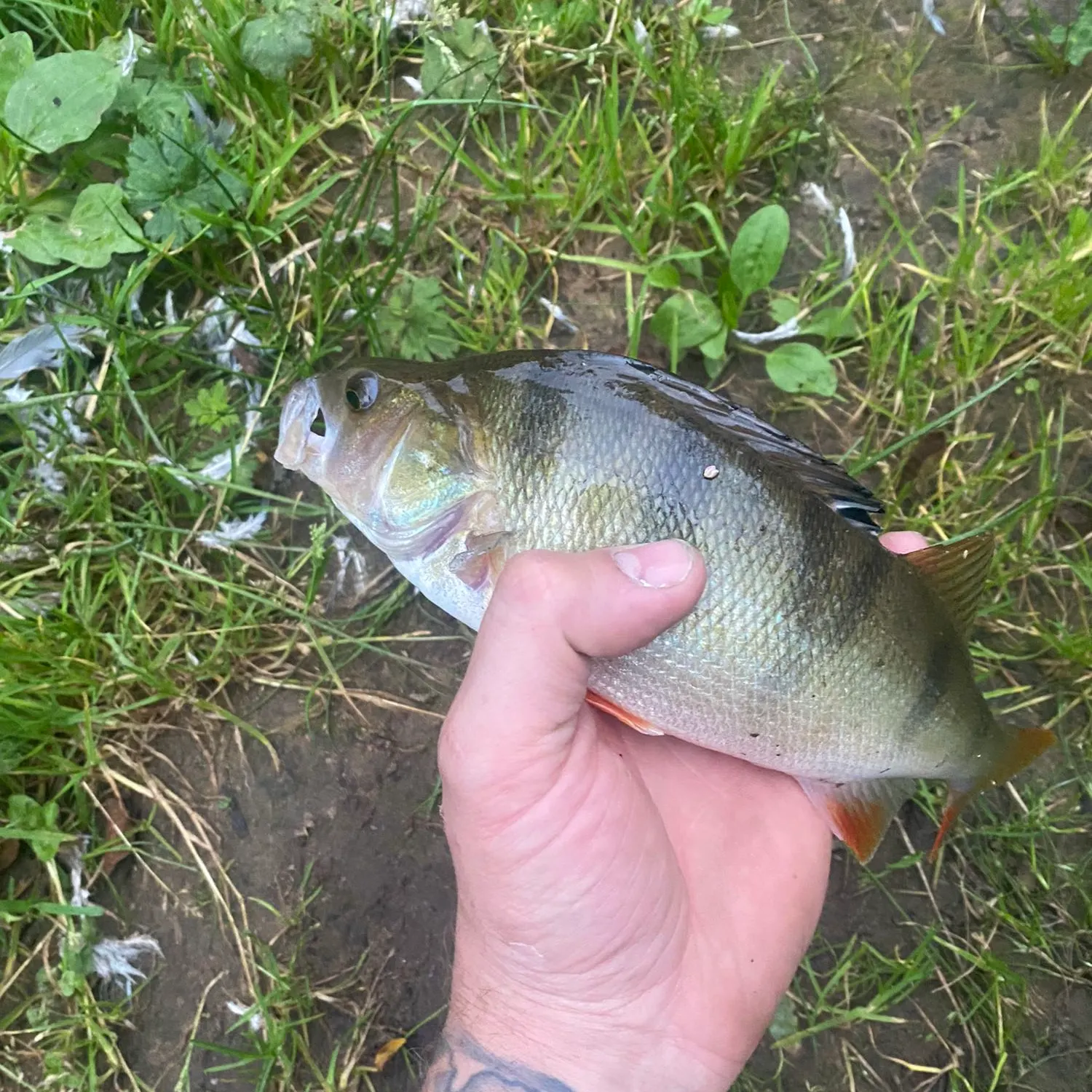 angler catch