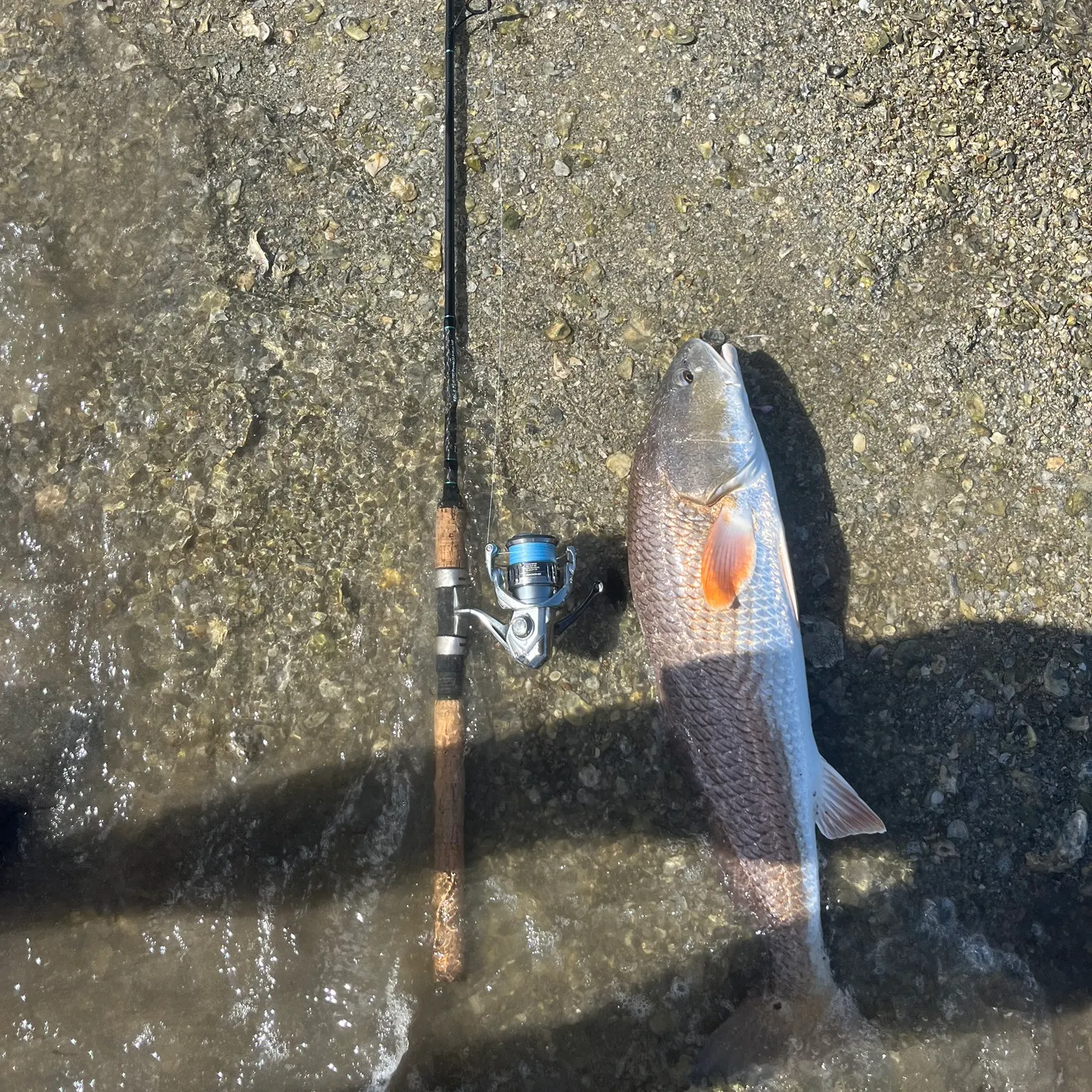 The most recent Red drum catches on Fishbrain