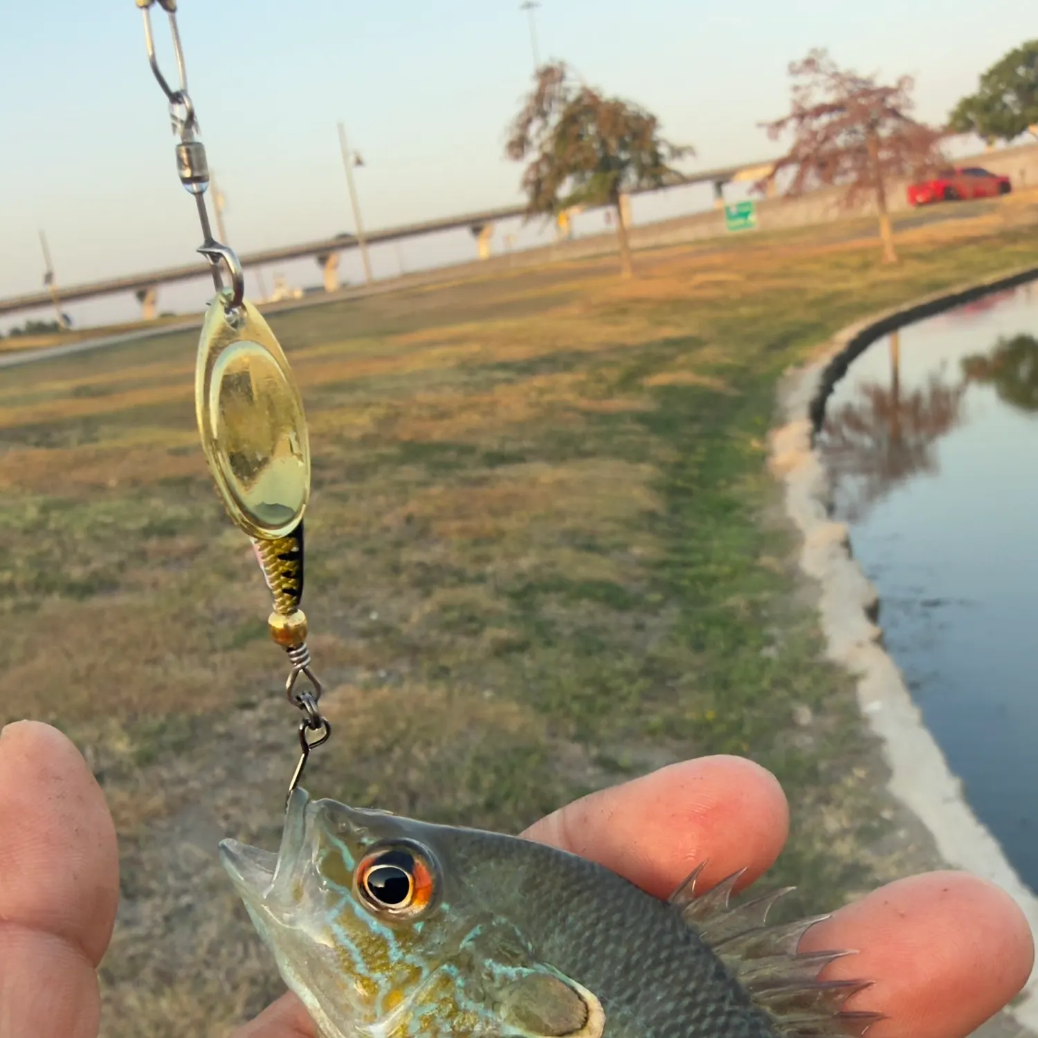 Greengill hybrid caught on Fishbrain