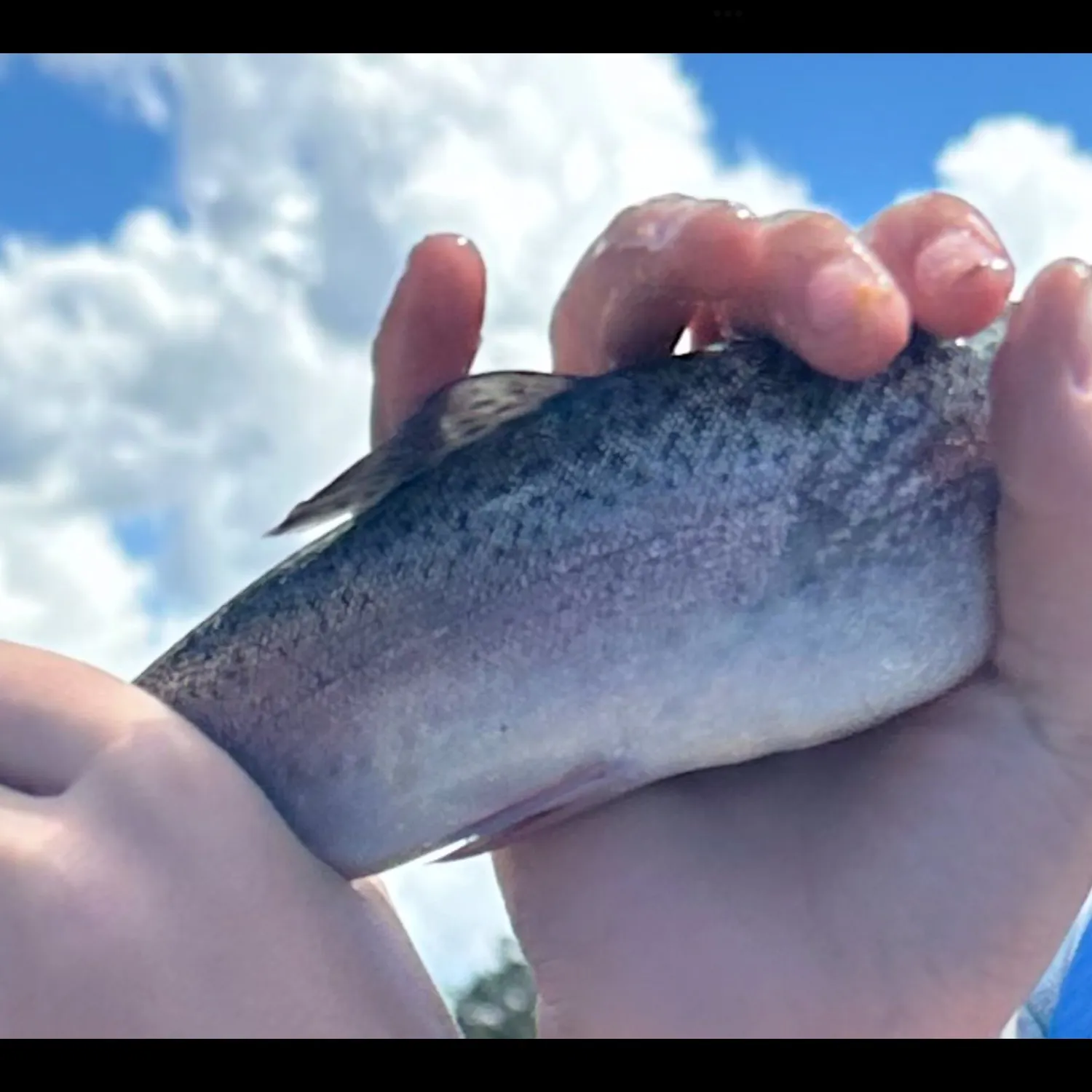 Rainbow trout caught on Fishbrain