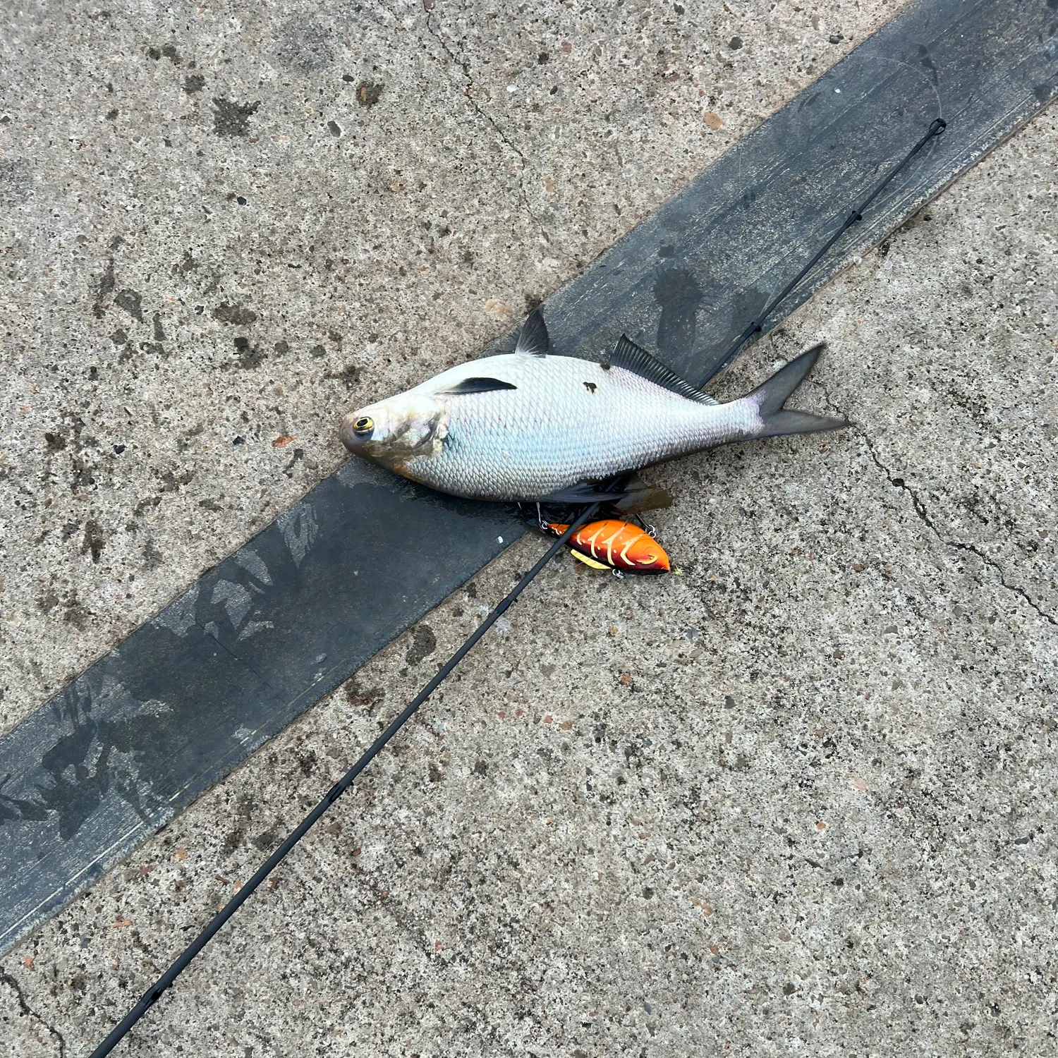 American gizzard shad caught on Fishbrain