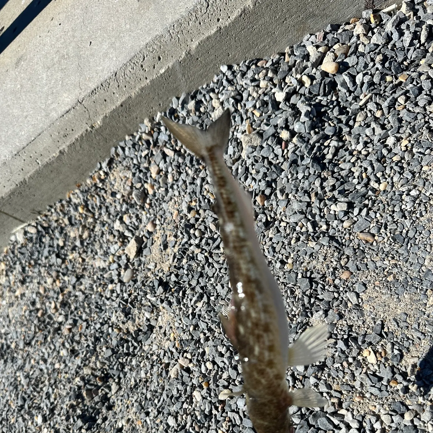 Inshore lizardfish caught on Fishbrain