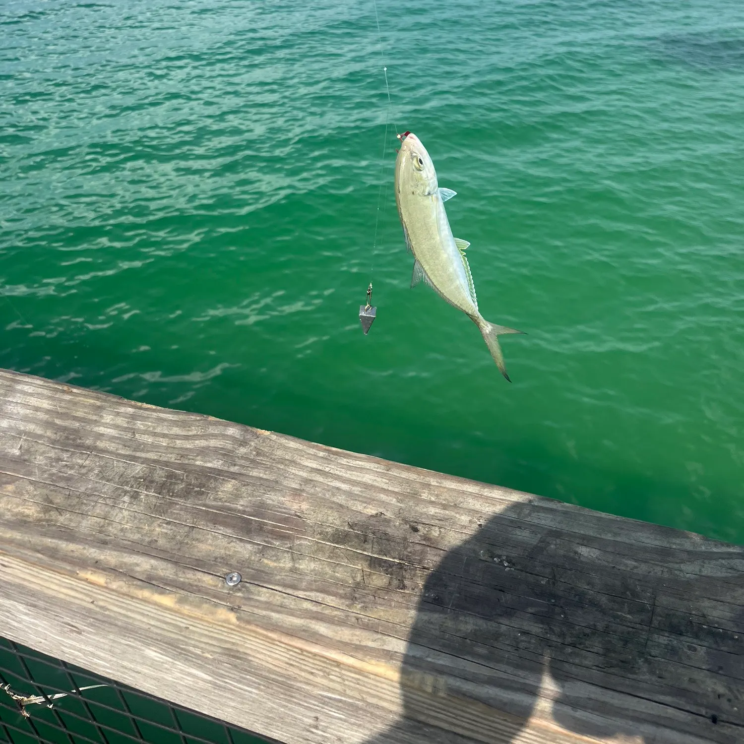 The most recent Greater amberjack catches on Fishbrain