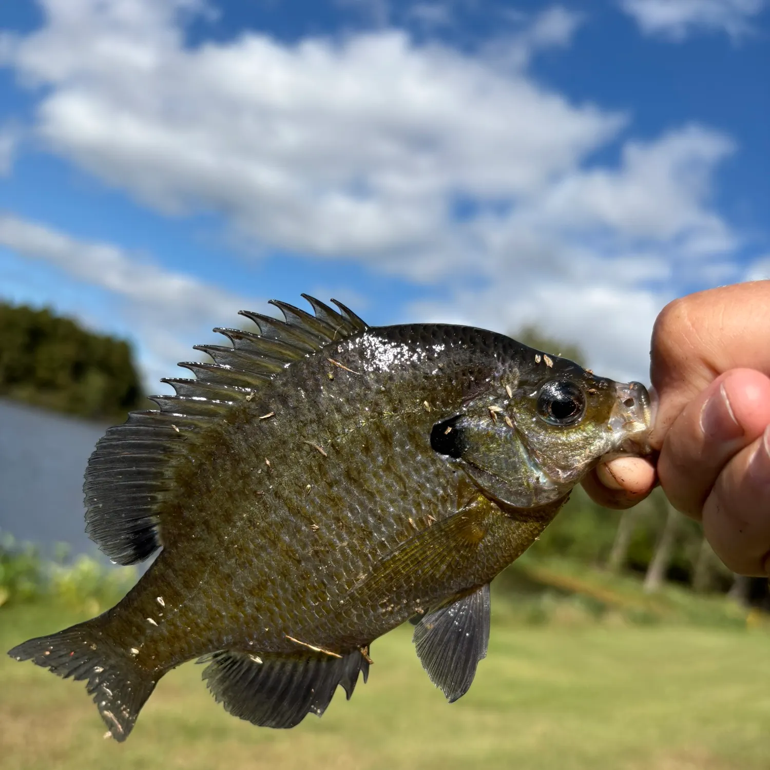 Bluegill caught on Fishbrain