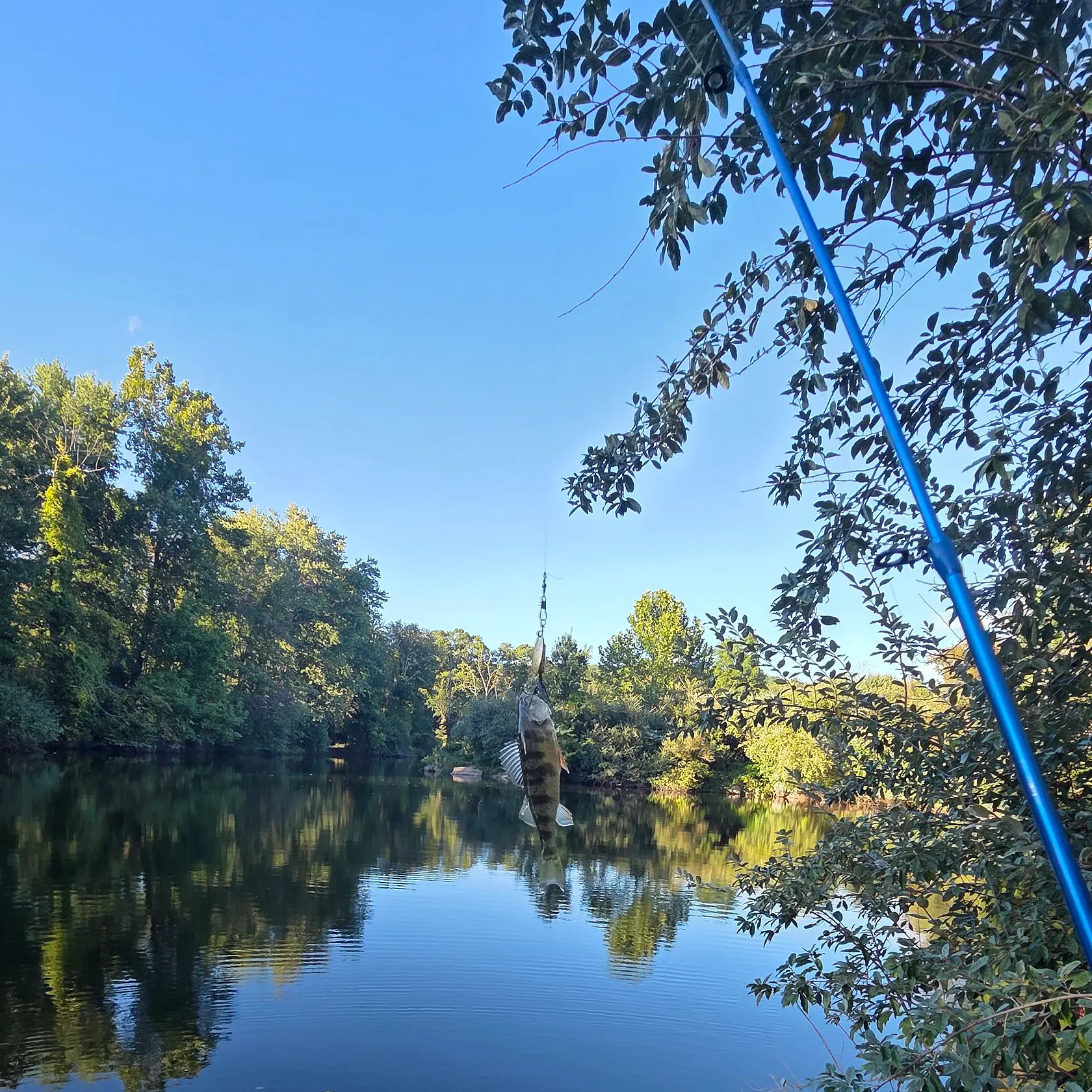 Yellow perch caught on Fishbrain