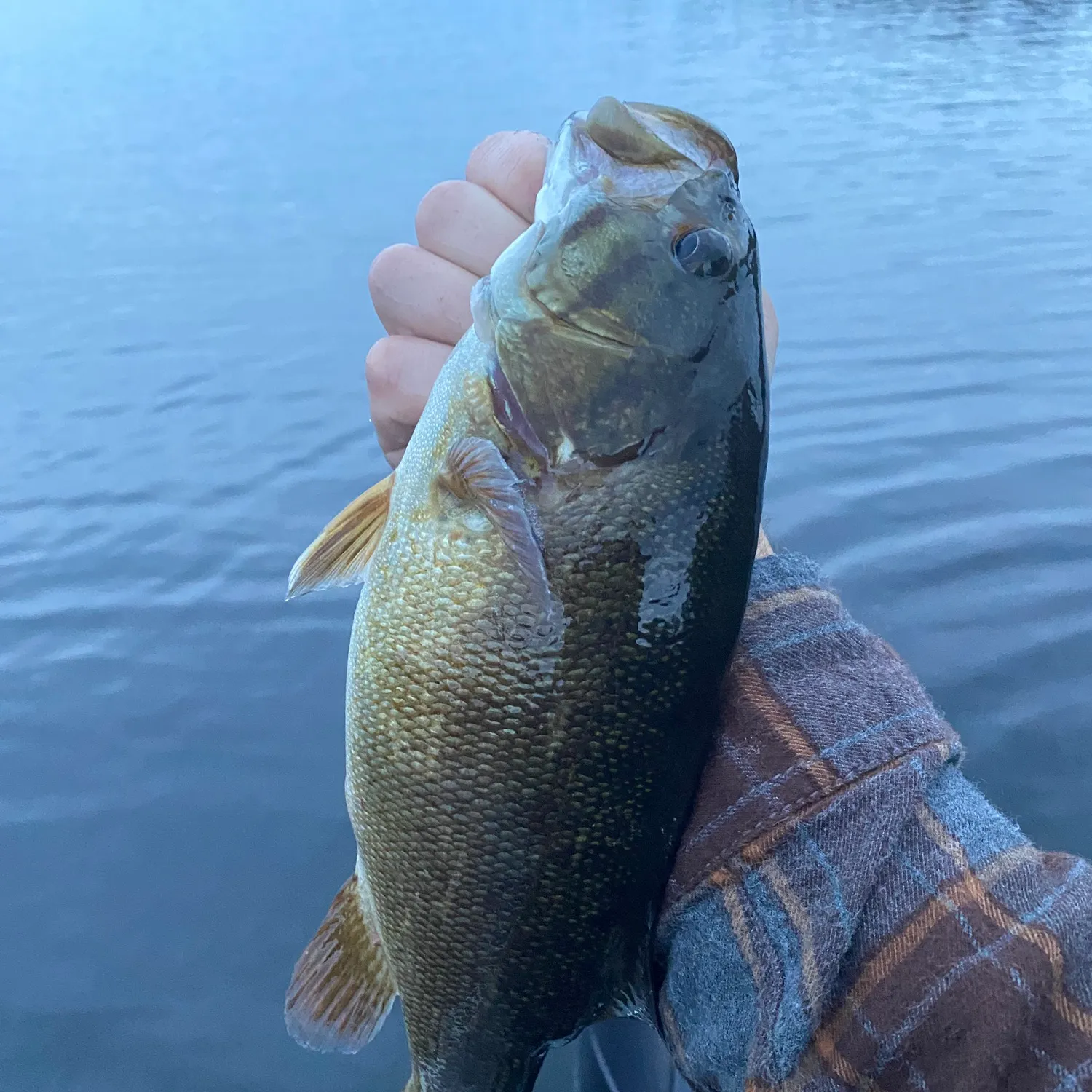 Smallmouth bass caught on Fishbrain
