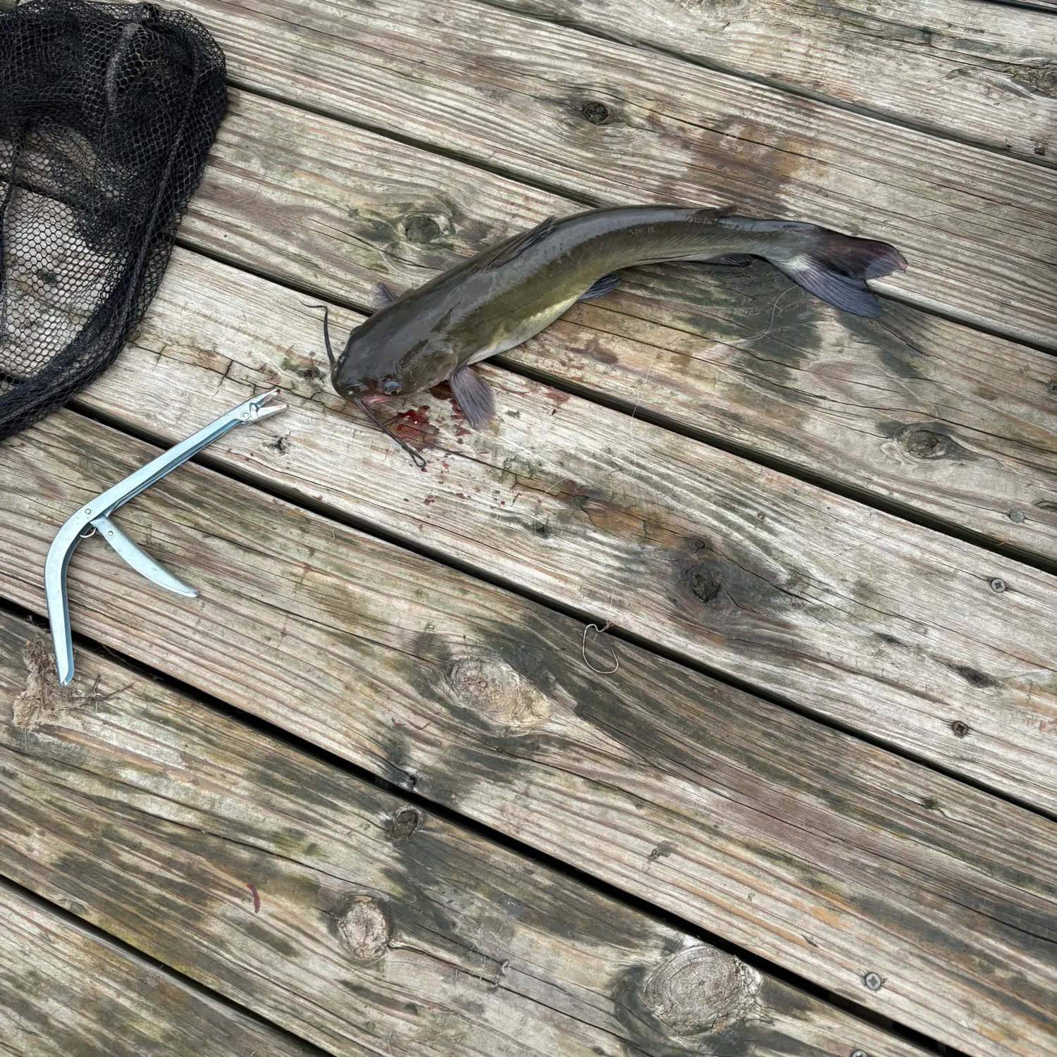 Channel catfish caught on Fishbrain
