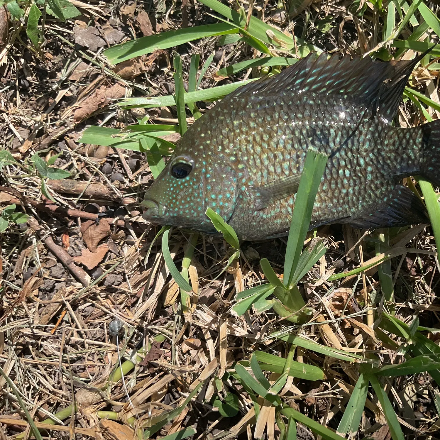 Rio Grande cichlid caught on Fishbrain