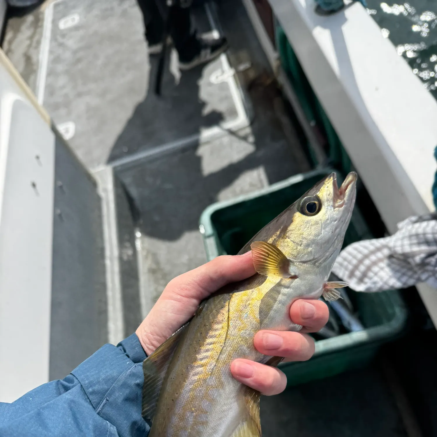 Pollack caught on Fishbrain
