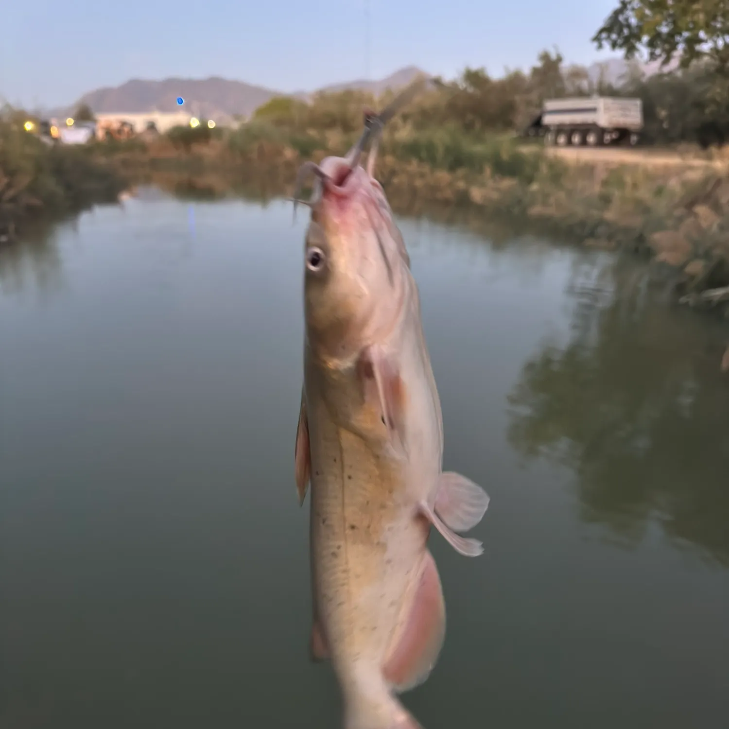 Channel catfish caught on Fishbrain