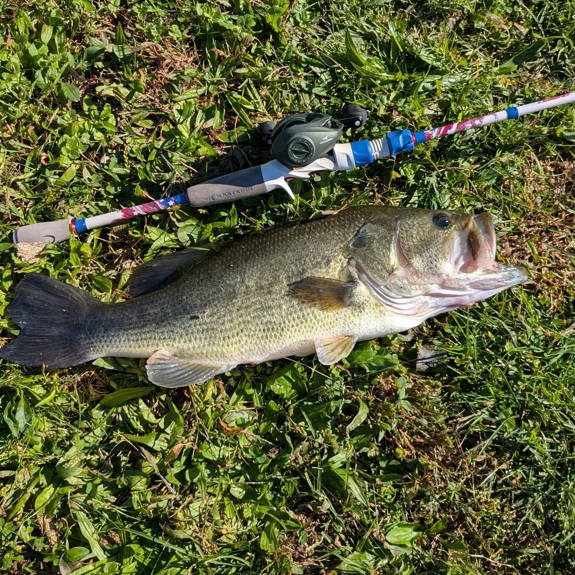 Largemouth bass caught on Fishbrain