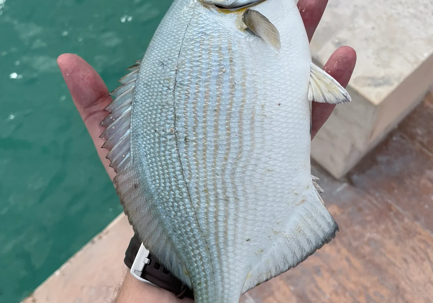 Bermuda sea chub