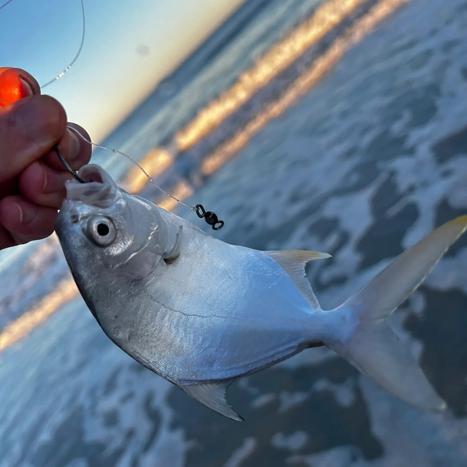 The most recent Southern pompano catches on Fishbrain
