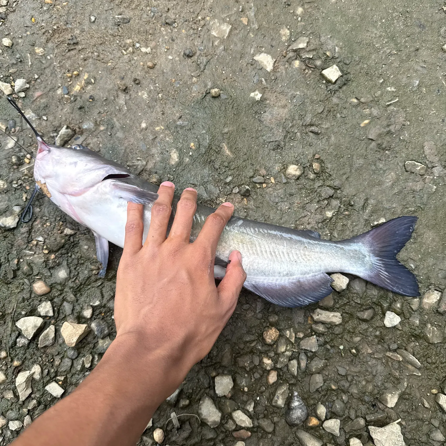Blue catfish caught on Fishbrain
