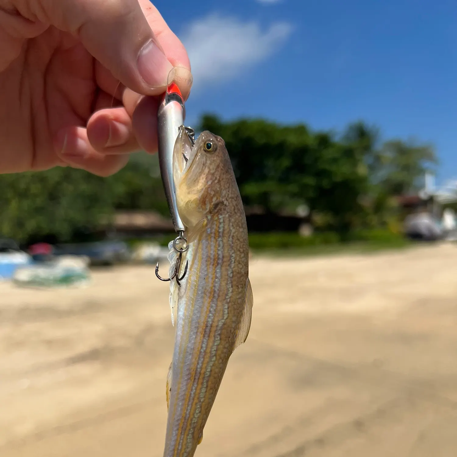 The most recent Snakefish catches on Fishbrain