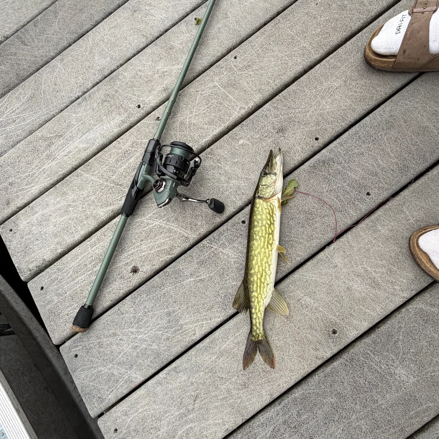 recently logged catches
