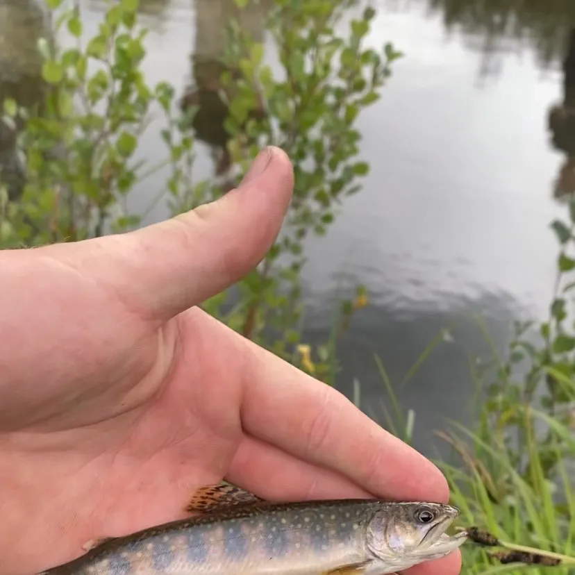 Brook trout caught on Fishbrain