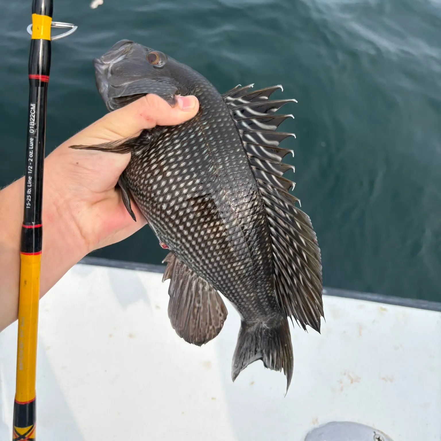 The most recent Black sea bass catches on Fishbrain