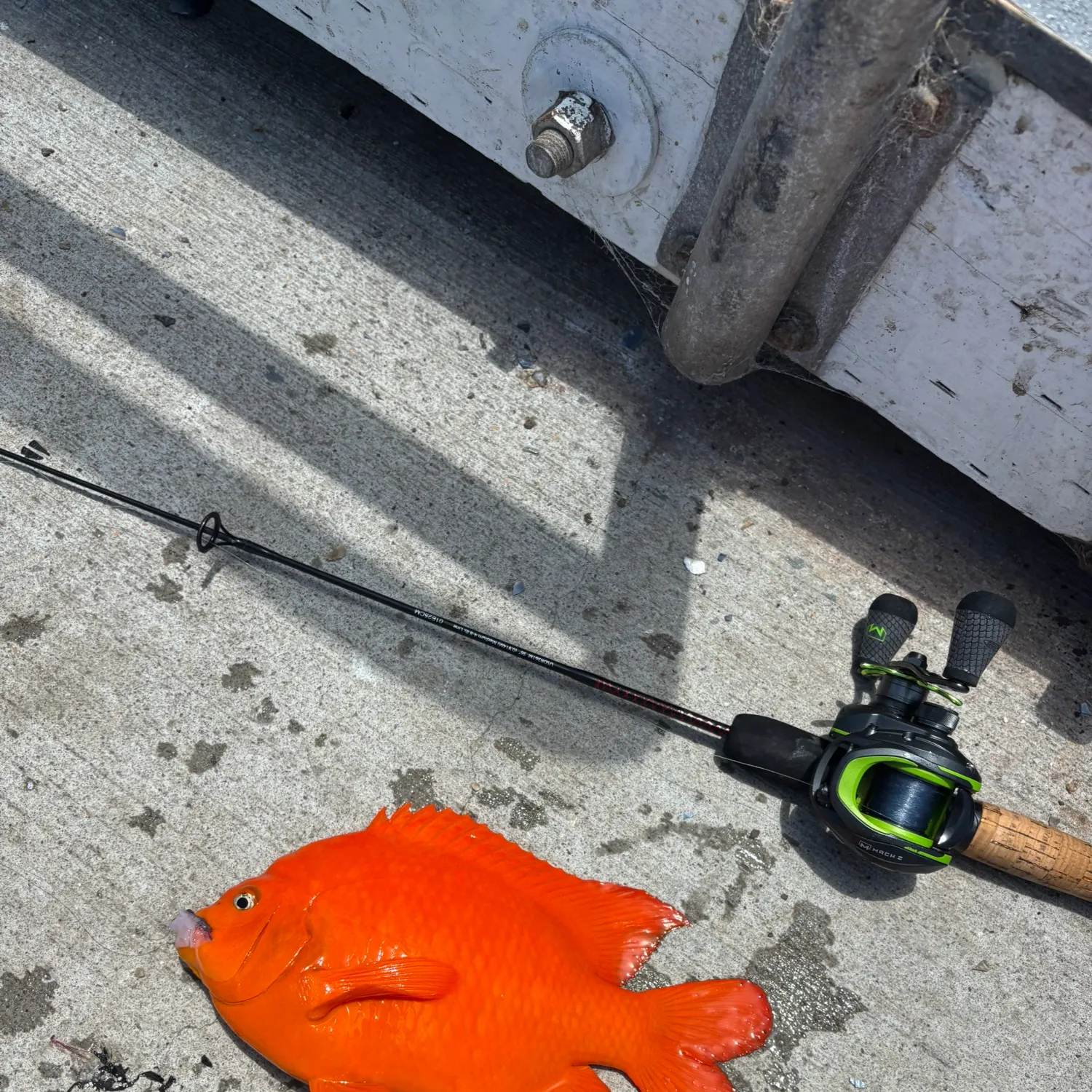 The most recent Garibaldi damselfish catches on Fishbrain