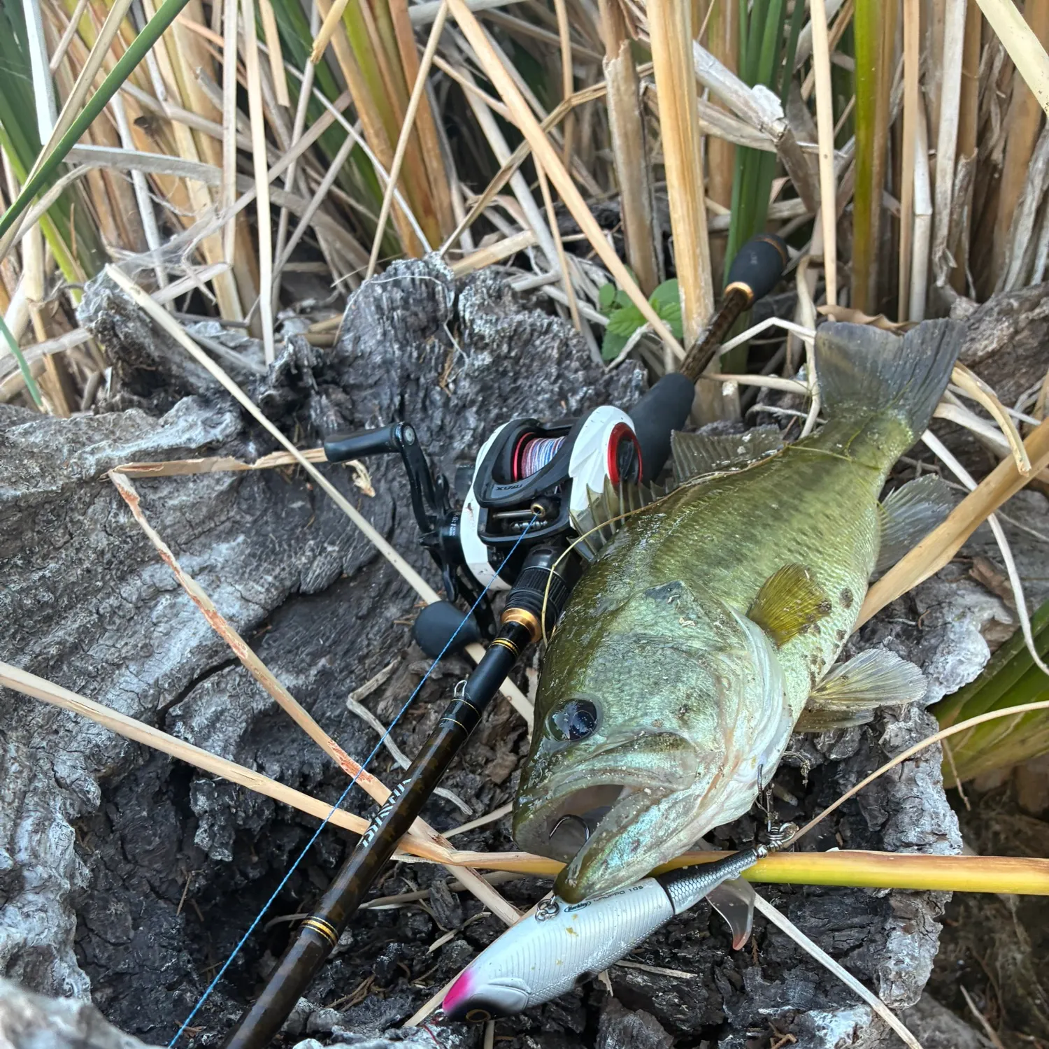 Largemouth bass caught on Fishbrain