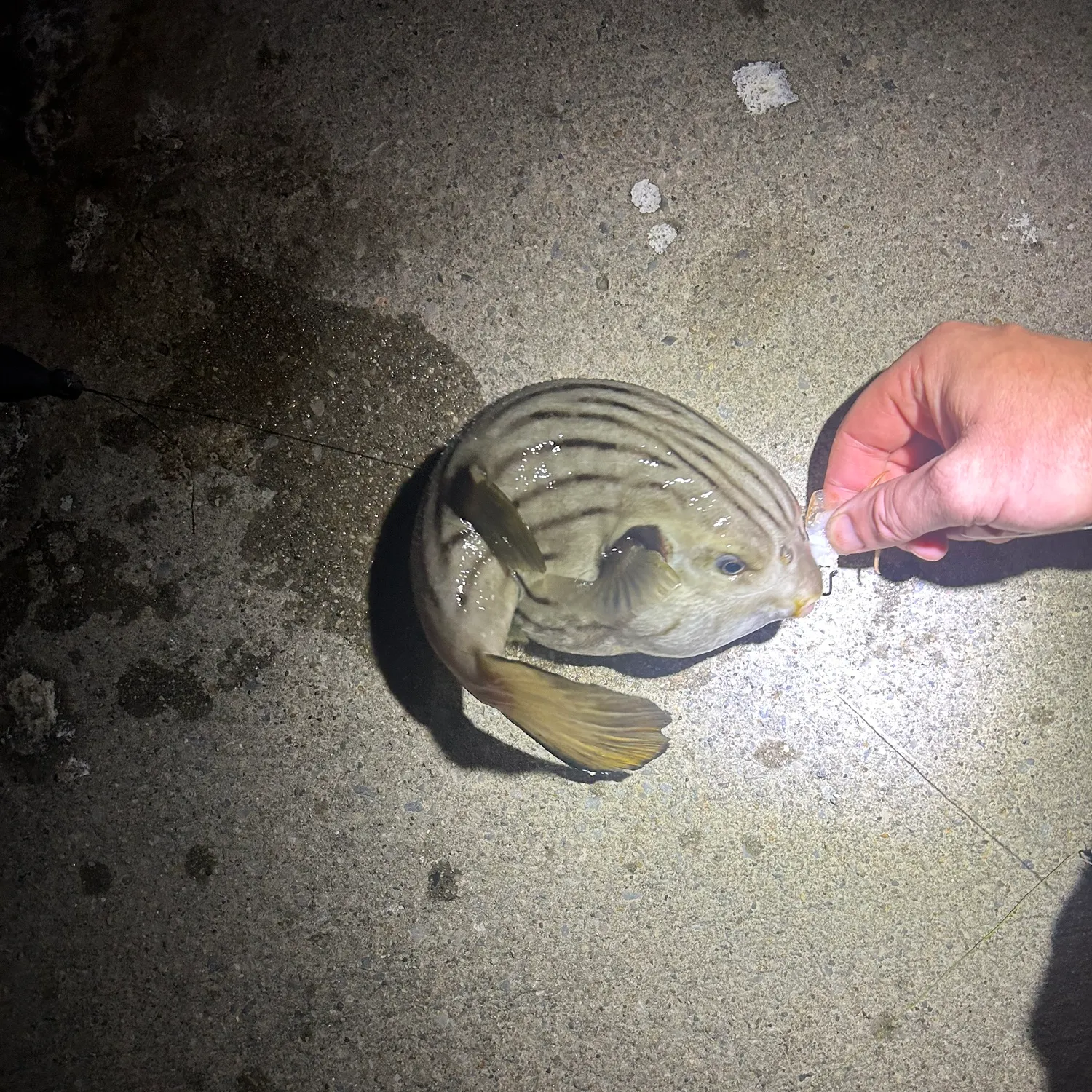 recently logged catches