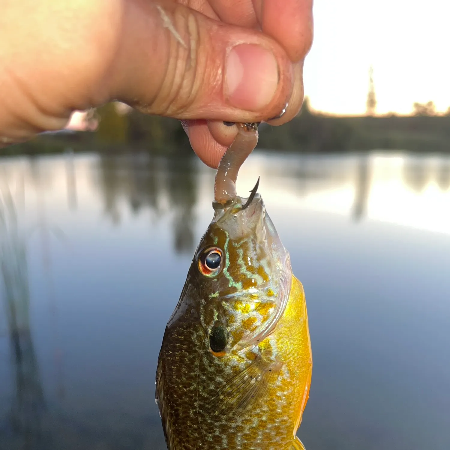 Greengill hybrid caught on Fishbrain