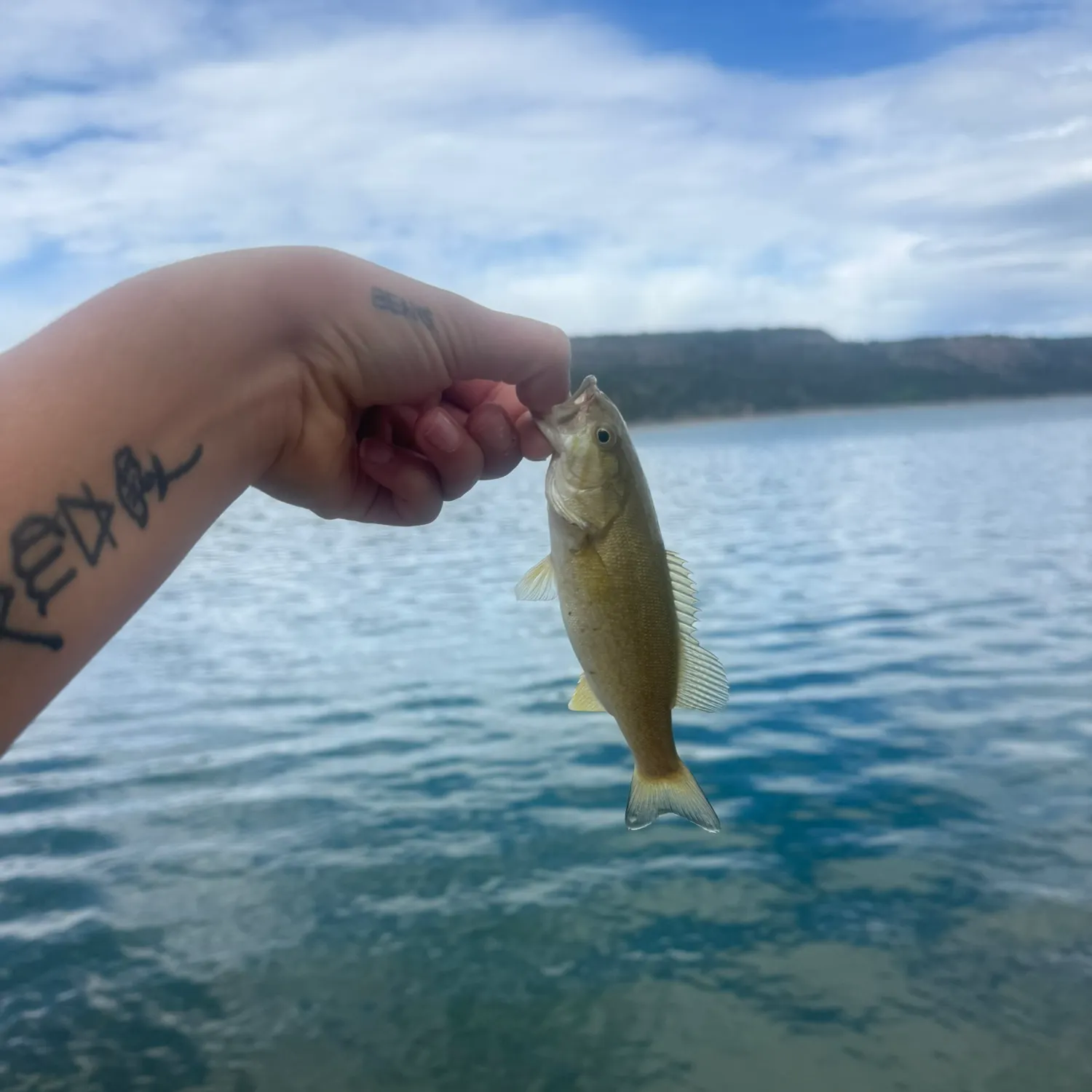 Smallmouth bass caught on Fishbrain
